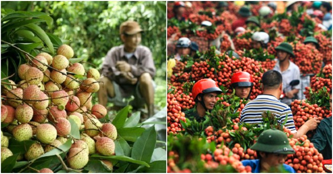 PGĐ Sở NN v&agrave; PTNT Bắc Giang: Th&ocirc;ng tin gi&aacute; vải thiều 6.000 đồng/kg l&agrave; sai sự thật