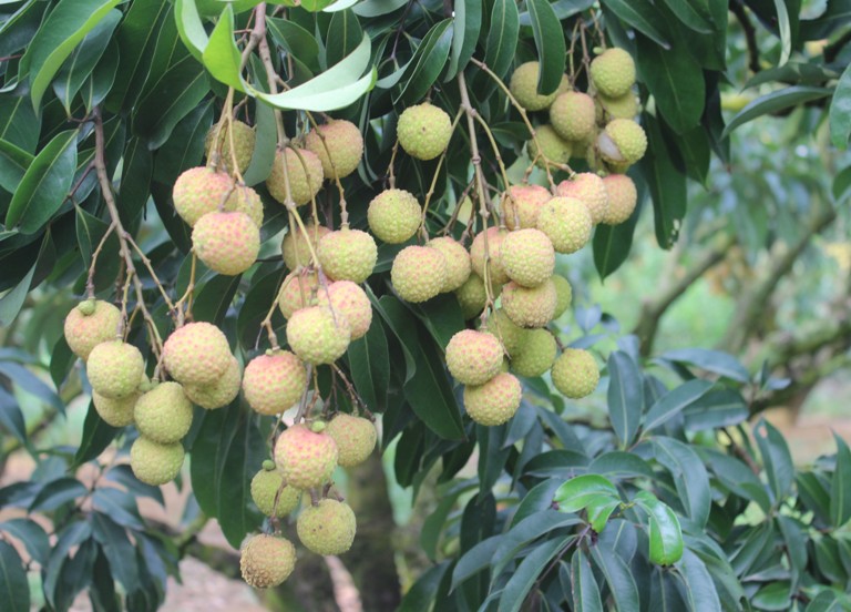&lsquo;Giật m&igrave;nh&rsquo; gi&aacute; vải si&ecirc;u rẻ chỉ 6.000 đồng/kg
