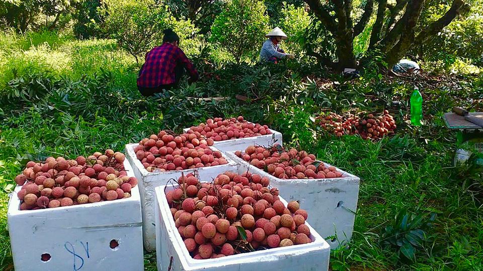 Sản lượng vải thiều Bắc Giang năm nay ước đạt 150-180.000 tấn, trong đ&oacute; c&oacute; nhiều v&ugrave;ng sản xuất theo ti&ecirc;u chuẩn VietGAP, Global GAP, gi&aacute; b&aacute;n tại Bắc Giang khoảng 15.000 đồng/kg. 