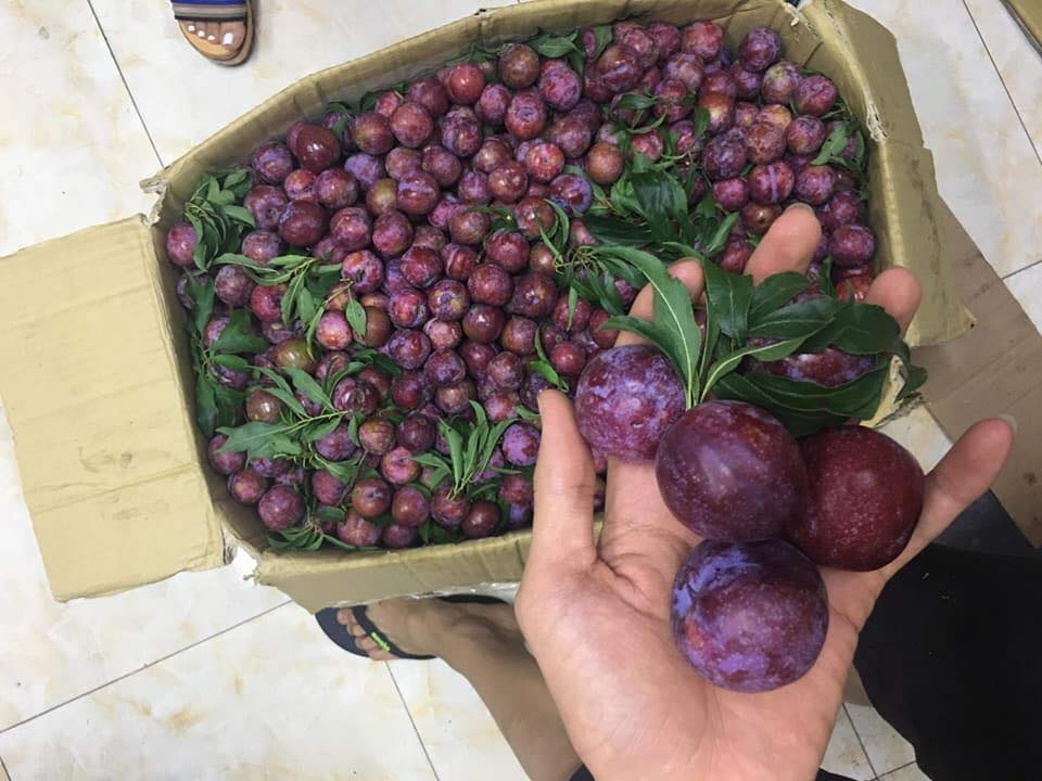 H&ocirc;m nay l&agrave; Tết Đoan Ngọ (5/5 &Acirc;m lịch), d&acirc;n gian c&ograve;n gọi ng&agrave;y l&agrave; Tết giết s&acirc;u bọ. V&agrave;o ng&agrave;y n&agrave;y, người xưa thường quan niệm, ngay khi thức dậy v&agrave;o s&aacute;ng sớm, mọi người n&ecirc;n giết s&acirc;u bọ bằng c&aacute;ch hoa quả, rượu nếp hoặc b&aacute;nh tro&hellip; Do đ&oacute;, c&aacute;c mặt h&agrave;ng tr&aacute;i c&acirc;y, rượu nếp cẩm được dịp tăng gi&aacute; nhẹ. 	 Tại H&agrave; Nội, những sạp h&agrave;ng tr&aacute;i c&acirc;y được b&aacute;n ở chợ Vũ Thạnh (quận Đống Đa) s&aacute;ng nay c&oacute; mức tăng gi&aacute; nhẹ. Theo đ&oacute;, gi&aacute; mận hậu loại 1 tại đ&acirc;y được b&aacute;n với mức 25.000 đồng/kg tăng 5.000 đồng/kg so với ng&agrave;y thường. M&atilde;ng cầu được b&aacute;n với mức 70.000 đồng/kg tăng 10.000 đồng. Vải được b&aacute;n với mức 20.000 đồng/kg tăng 5.000 đồng, b&ograve;n bon được b&aacute;n mức 65.000 đồng/kg tăng 5.000 đồng. Nh&igrave;n chung, c&aacute;c loại hoa quả tại đ&acirc;y đều được b&aacute;n với mức c&oacute; gi&aacute; tăng dao động khoảng 5.000 đồng đến 10.000 đồng t&ugrave;y loại.   C&ugrave;ng với tr&aacute;i c&acirc;y, rượu nếp cẩm cũng l&agrave; mặt h&agrave;ng b&aacute;n chạy với mức gi&aacute; 10.000 đồng/hộp. Nhiều người b&aacute;n rượu nếp cẩm c&ograve;n b&aacute;n theo kg với nhiều mức gi&aacute; kh&aacute;c nhau t&ugrave;y thuộc c&aacute;c loại rượu nếp kh&aacute;c nhau.   Tại chợ Th&aacute;i H&agrave; (quận Đống Đa), gi&aacute; c&aacute;c loại tr&aacute;i c&acirc;y cũng tăng nhẹ trong s&aacute;ng ng&agrave;y Tết Đoan Ngọ so với ng&agrave;y thường. Theo chị Mai Thu H&agrave;, chủ một sạp tr&aacute;i c&acirc;y cho biết, gi&aacute; tr&aacute;i c&acirc;y tăng nhẹ l&agrave; do nhu cầu người d&ugrave;ng trong ng&agrave;y Tết Đoan Ngọ tăng cao. C&ugrave;ng với đ&oacute;, hầu hết tr&aacute;i c&acirc;y được chọn lọc kĩ c&agrave;ng từng quả một để mọi người thắp hương Tết Đoan Ngọ n&ecirc;n gi&aacute; cao hơn ng&agrave;y thường khoảng 10.000 đồng cũng l&agrave; điều dễ hiểu.   &ldquo;Thế nhưng, so với dịp Tết Đoan Ngọ năm ngo&aacute;i, gi&aacute; tr&aacute;i c&acirc;y năm nay vẫn l&agrave; kh&aacute; rẻ. Bởi, năm nay hầu hết c&aacute;c loại tr&aacute;i c&acirc;y như vải, xo&agrave;i, dưa hay mận đều được m&ugrave;a. Năm ngo&aacute;i, gi&aacute; một kg mận ng&agrave;y Tết Đoan Ngọ chừng 50.000 đồng. Tuy nhi&ecirc;n, h&ocirc;m nay t&ocirc;i b&aacute;n chỉ ở mức 20.000 đồng. Từ s&aacute;ng cũng b&aacute;n được khoảng hơn 10 kg c&aacute;c loại tr&aacute;i c&acirc;y. Kh&aacute;ch mua nhiều l&agrave; vải, mận, b&ograve;n bon&rdquo;, chị H&agrave; n&oacute;i.   S&aacute;ng nay, ngo&agrave;i việc b&aacute;n đậu phụ như thường ng&agrave;y th&igrave; chị Nguyễn Thị Vinh (phố Nguyễn Ph&uacute;c Lai) b&aacute;n th&ecirc;m rượu nếp cẩm. Với mỗi cốc rượu nếp cẩm chừng 300ml c&oacute; gi&aacute; 10.000 đồng/cốc. Nếu kh&aacute;ch h&agrave;ng mua nhiều th&igrave; chị Vinh b&aacute;n theo kg.  &ldquo;H&ocirc;m nay, nhiều kh&aacute;ch h&agrave;ng mua rượu nếp cẩm theo c&acirc;n. Bởi, mọi người mua số lượng lớn về cho gia đ&igrave;nh, c&ocirc;ng ty. Tranh thủ b&aacute;n rượu nếp cẩm cũng c&oacute; l&atilde;i so với b&aacute;n đậu phụ&rdquo;, chị Vinh n&oacute;i.  Ngo&agrave;i b&aacute;n tr&aacute;i c&acirc;y, rượu nếp cẩm tại c&aacute;c chợ d&acirc;n sinh th&igrave; h&ocirc;m nay những sản phẩm d&agrave;nh cho ng&agrave;y Tết Đoan Ngọ cũng được b&aacute;n nhiều tr&ecirc;n chợ online như tại mạng x&atilde; hội Facebook, Zalo&hellip;