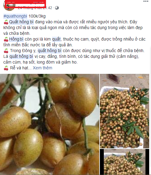 Quất hồng b&igrave; đầu m&ugrave;a ch&iacute;n mọng, tiểu thương b&aacute;n hết cả tạ mỗi ng&agrave;y
