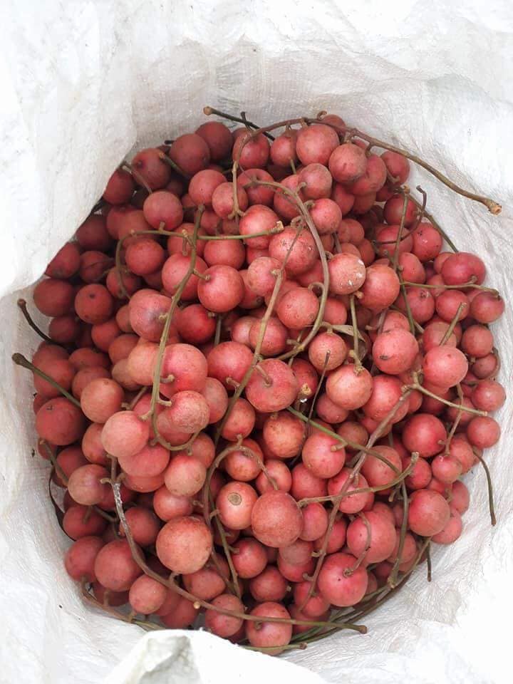 Những loại quả rẻ như cho ở nhà quê nhưng đắt đỏ ngang trái cây nhập khẩu tại Hà Nội