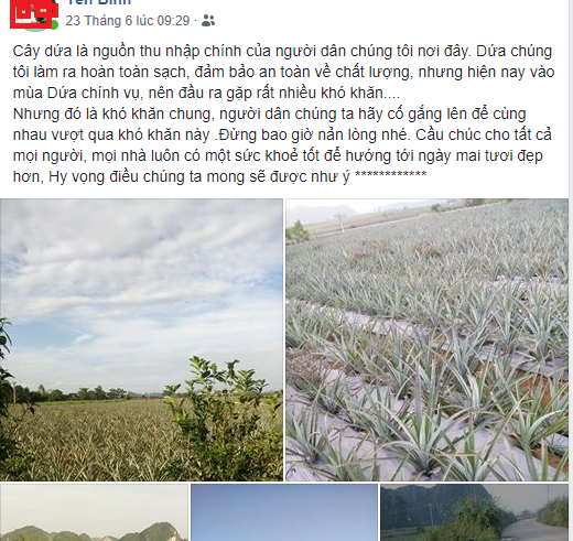 Gi&aacute; dứa xuống thấp kỉ lục: N&ocirc;ng d&acirc;n than trời, người H&agrave; Nội đội nắng n&oacute;ng giải cứu