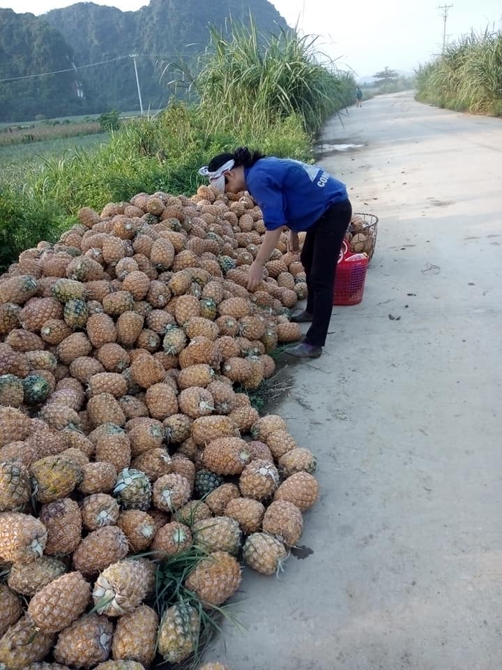 Gi&aacute; dứa xuống thấp kỉ lục: N&ocirc;ng d&acirc;n than trời, người H&agrave; Nội đội nắng n&oacute;ng giải cứu