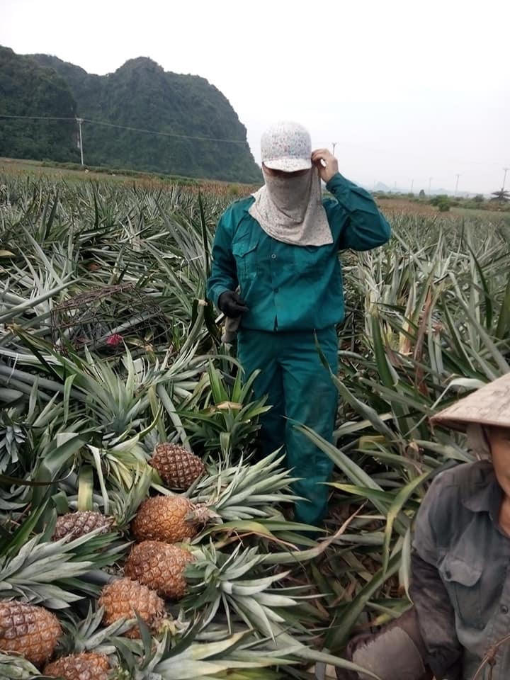 Gi&aacute; dứa xuống thấp kỉ lục: N&ocirc;ng d&acirc;n than trời, người H&agrave; Nội đội nắng n&oacute;ng giải cứu