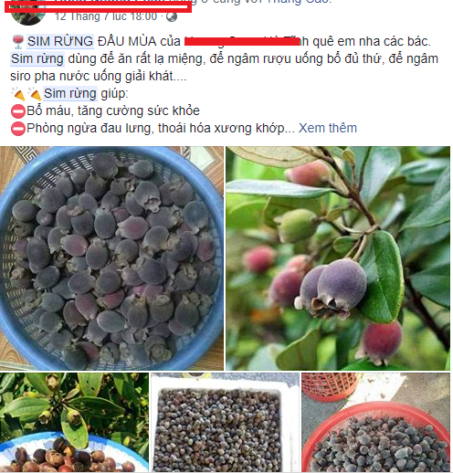 C&aacute;nh m&agrave;y r&acirc;u Việt lại rộ mốt săn l&ugrave;ng sim rừng để ng&acirc;m rượu