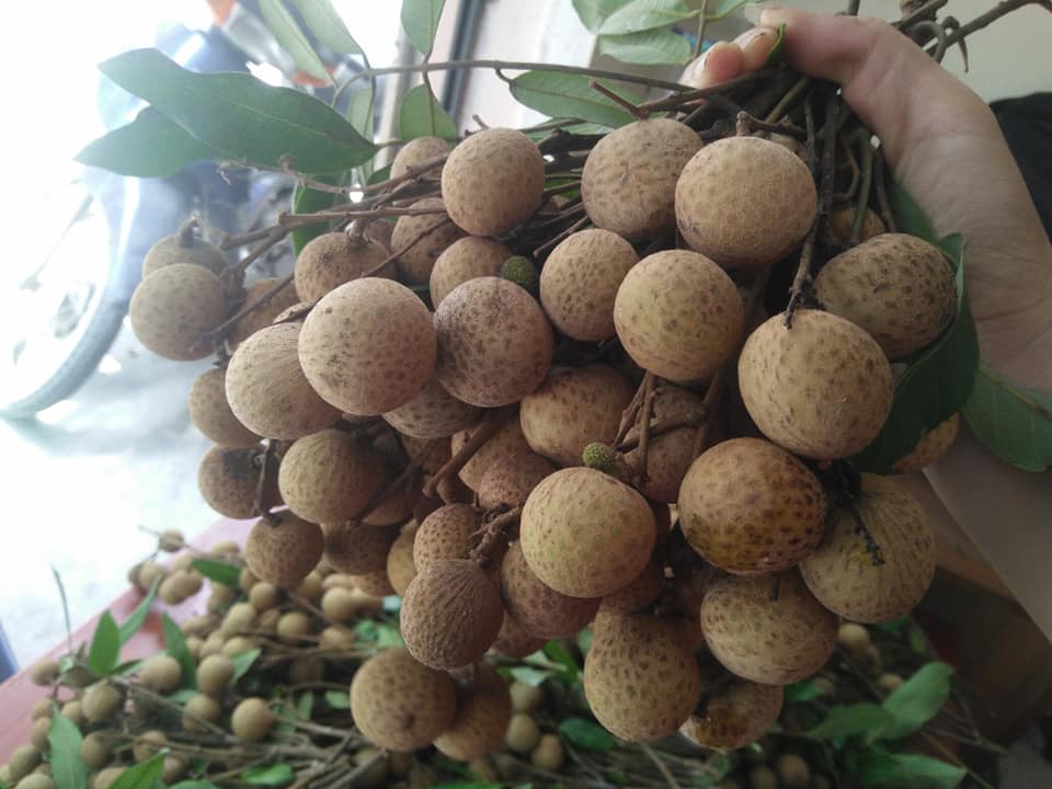 Nh&atilde;n lồng Hưng Y&ecirc;n chưa ch&iacute;n nhưng thị trường H&agrave; Nội vẫn b&agrave;y b&aacute;n &lsquo;nhan nhản&rsquo;