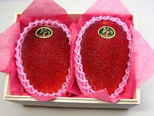 Giới nh&agrave; gi&agrave;u Việt lại &lsquo;sốt x&igrave;nh xịch&rsquo; với xo&agrave;i đỏ Nhật Bản c&oacute; gi&aacute; 2,5 triệu/quả