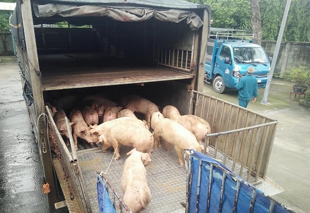 Gi&aacute; lợn hơi tăng cao gần chạm ngưỡng 60.000 đồng/kg 