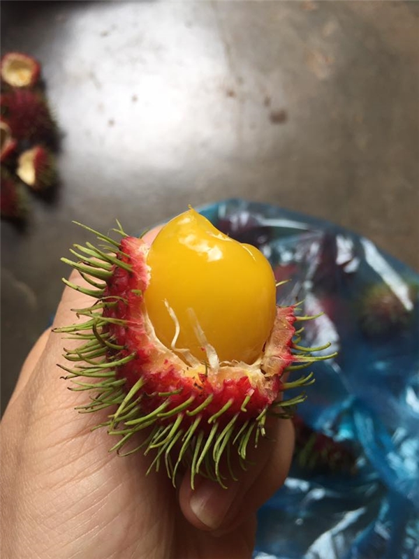 Ch&ocirc;m ch&ocirc;m ruột v&agrave;ng lại t&aacute;i xuất g&acirc;y &lsquo;sốt&rsquo; thị trường H&agrave; Nội