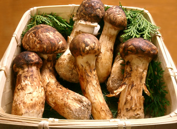 Giới nh&agrave; gi&agrave;u Việt chi v&agrave;i chục triệu đồng mua một kg nấm matsutake Nhật Bản về ăn 