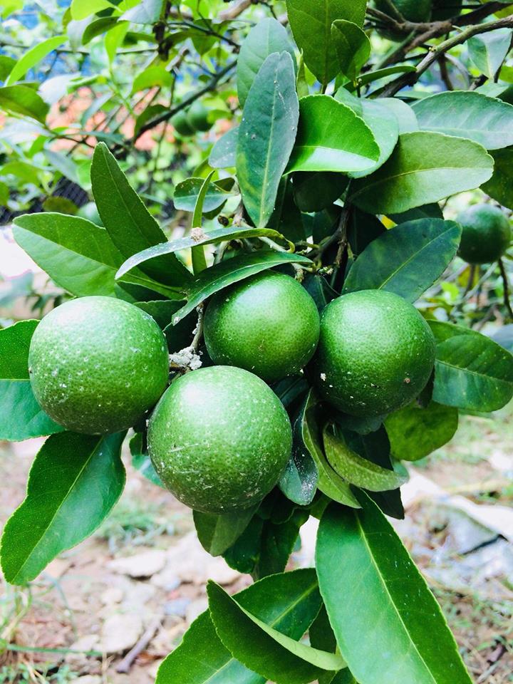 Gi&aacute; chanh giảm mạnh tại nhiều huyện ngoại th&agrave;nh H&agrave; Nội 