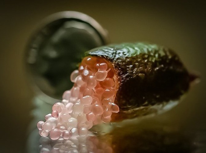 Được mệnh danh l&agrave; &lsquo;trứng c&aacute; caviar&rsquo;, chanh ng&oacute;n tay hương vị lạ c&oacute; gi&aacute; gần 4 triệu đồng/kg