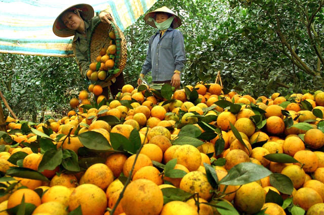 Giải ph&aacute;p n&agrave;o để kết nối đưa đặc sản của địa phương đến với hệ thống b&aacute;n lẻ to&agrave;n quốc?