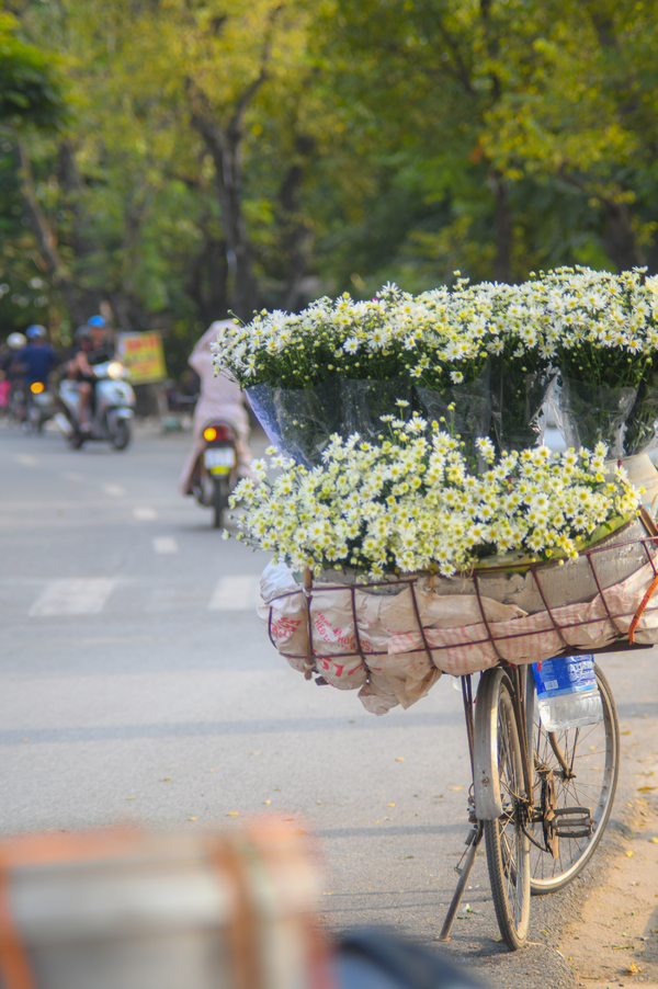 Đến hẹn lại n&ecirc;n, c&uacute;c họa mi g&acirc;y &lsquo;sốt&rsquo; thị trường hoa đầu đ&ocirc;ng