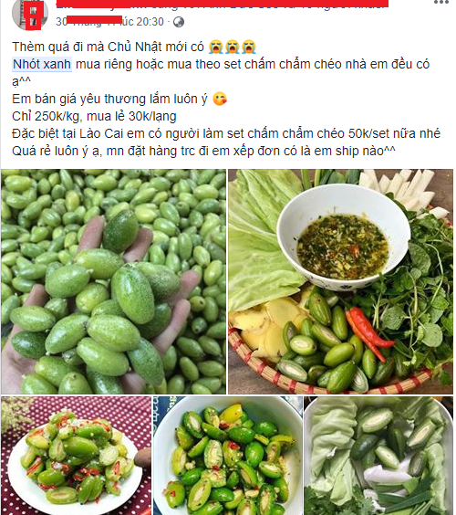 250.000 đồng một kg nh&oacute;t xanh đầu m&ugrave;a đắt gấp 3 lần đặc sản cam Vinh