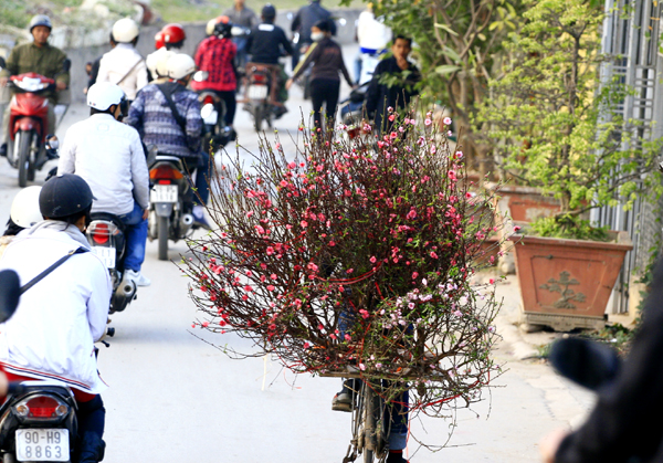 D&ugrave; chưa đến Tết, đ&agrave;o Nhật T&acirc;n đ&atilde; khoe sắc thắm khắp phố phường H&agrave; th&agrave;nh 