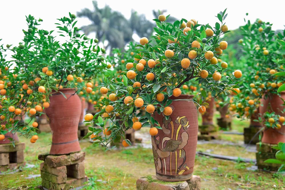 Tết Kỷ Hợi 2019: Gi&aacute; quất cảnh dự b&aacute;o sẽ tăng nhẹ 