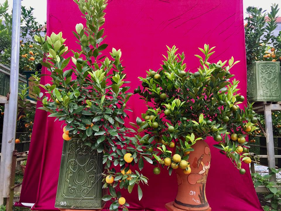 Tết Kỷ Hợi 2019: Gặp nghệ nh&acirc;n trồng quất bonsai tại l&agrave;ng Tứ Li&ecirc;n - H&agrave; Nội