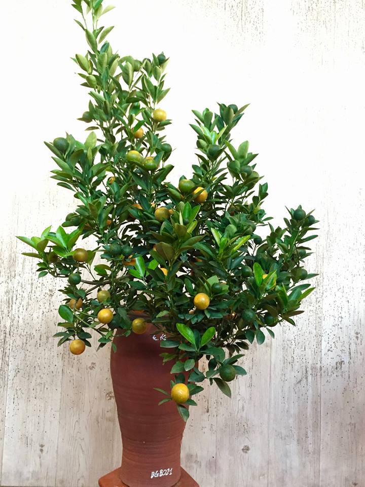 Tết Kỷ Hợi 2019: Gặp nghệ nh&acirc;n trồng quất bonsai tại l&agrave;ng Tứ Li&ecirc;n - H&agrave; Nội