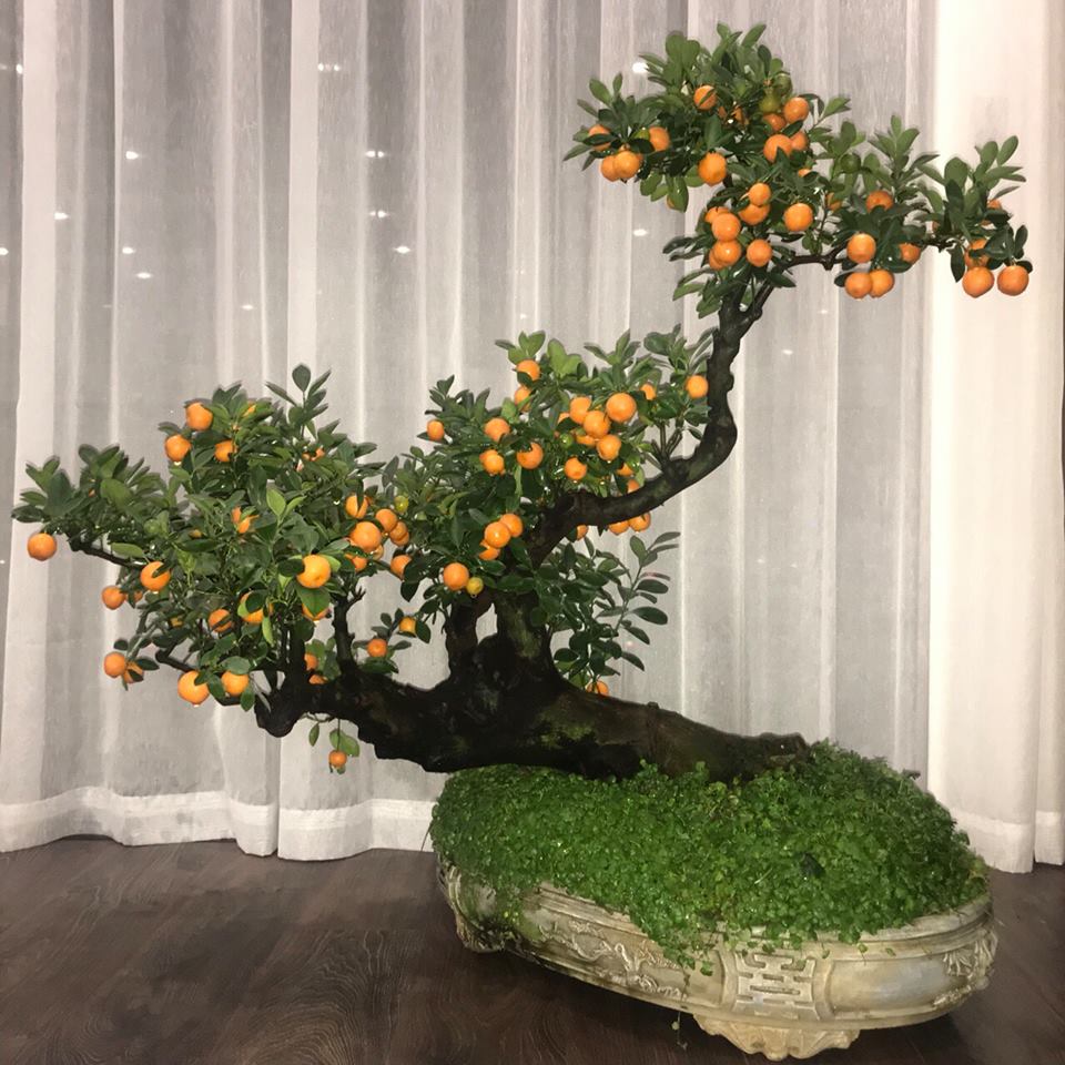 Ngắm những c&acirc;y quất thế độc đ&aacute;o phục vụ Tết Nguy&ecirc;n đ&aacute;n Kỷ Hợi tại l&agrave;ng trồng quất Tứ Li&ecirc;n