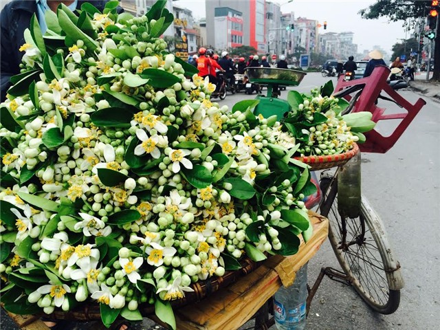 V&agrave;i trăm ngh&igrave;n một c&agrave;nh hoa bưởi vẫn đắt kh&aacute;ch H&agrave; th&agrave;nh
