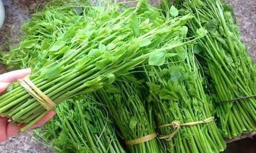 Rau rừng gi&aacute; &lsquo;ch&aacute;t&rsquo; được l&ograve;ng b&agrave; nội trợ thủ đ&ocirc;