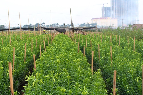 Hoa loa k&egrave;n T&acirc;y Tựu v&agrave;o m&ugrave;a 
