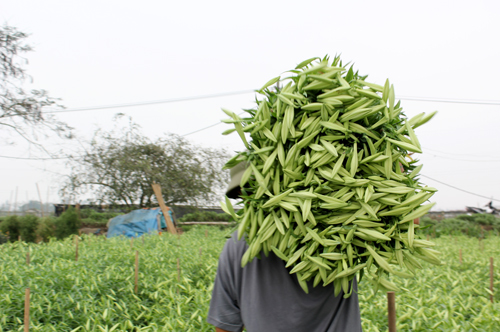 Hoa loa k&egrave;n T&acirc;y Tựu v&agrave;o m&ugrave;a 