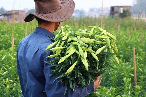 Hoa loa k&egrave;n T&acirc;y Tựu v&agrave;o m&ugrave;a 