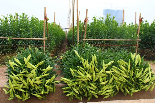Hoa loa k&egrave;n T&acirc;y Tựu v&agrave;o m&ugrave;a 