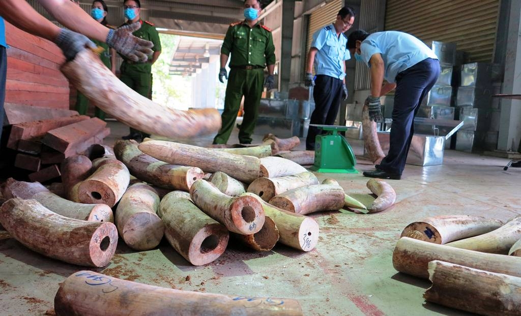 Khẩn trương điều tra mở rộng vụ &aacute;n vận chuyển tr&aacute;i ph&eacute;p ng&agrave; voi từ nước ngo&agrave;i v&agrave;o Việt Nam