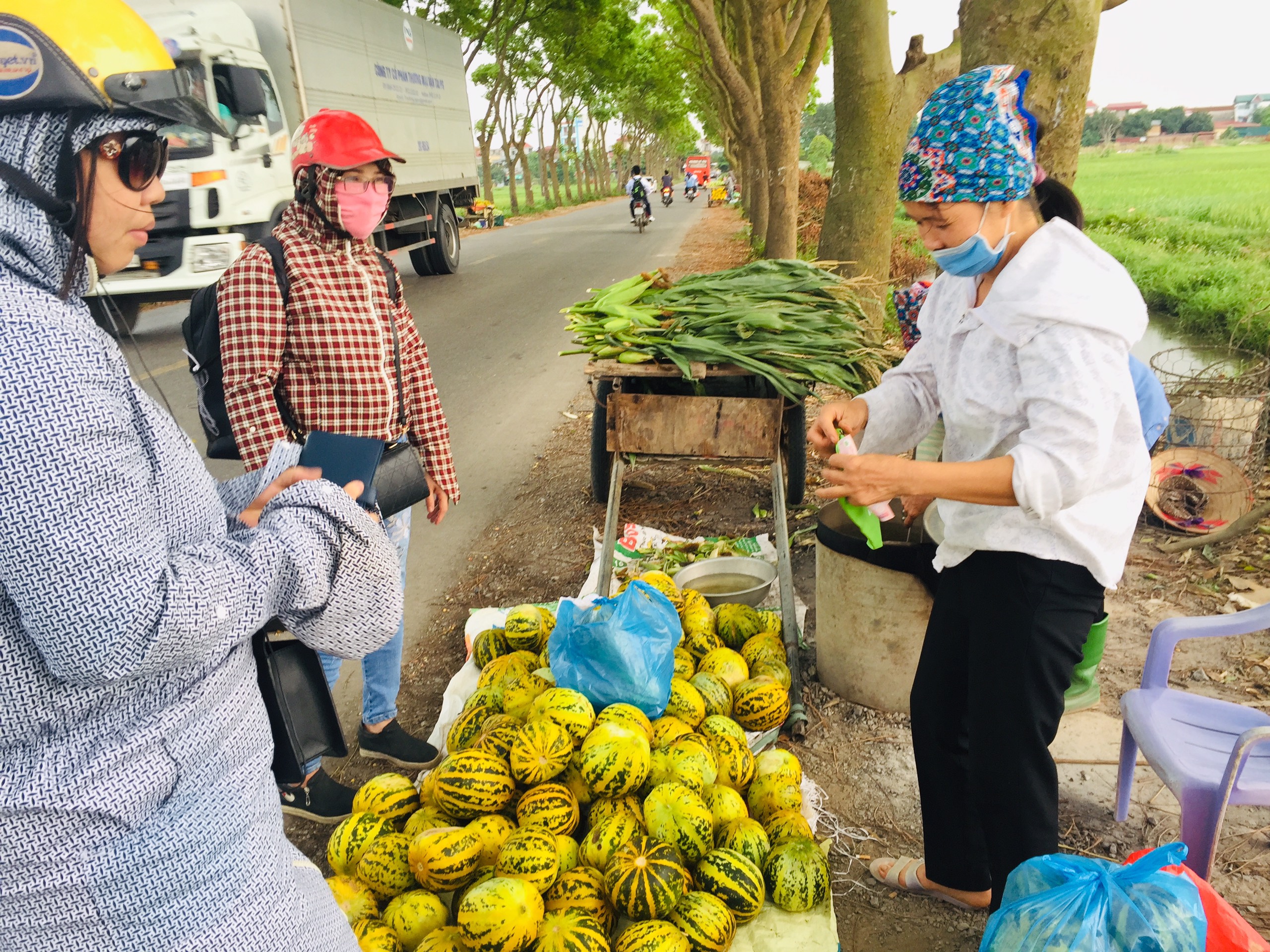 Dưa bở v&agrave;o m&ugrave;a chỉ 6.000 đồng một kg