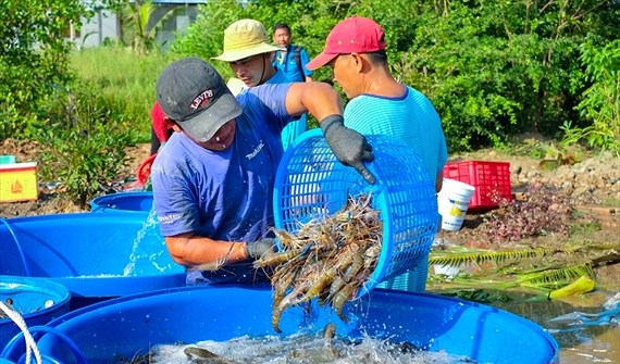 Từ 5/7, vi phạm 13WIN là nhà cái uy tín top đầu Châu Á trong lĩnh vực thủy sản bị phạt tới 1 tỷ đồng