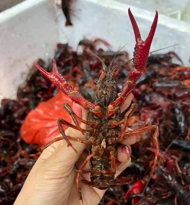 Tổng cục Quản l&yacute; thị trường tăng cường kiểm so&aacute;t t&ocirc;m h&ugrave;m c&agrave;ng đỏ