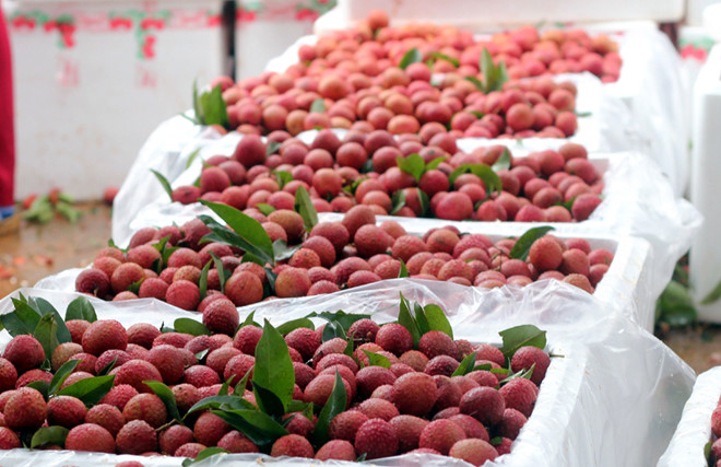 Vải thiều đầu m&ugrave;a c&oacute; gi&aacute; 50.000 đồng một kg
