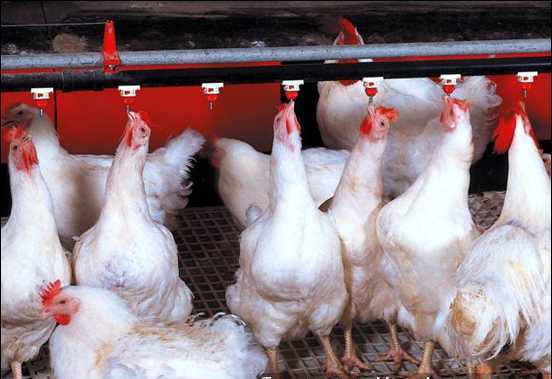 Gi&aacute; thịt g&agrave; trong nước chạm đ&aacute;y: Chuy&ecirc;n gia đ&atilde; cảnh b&aacute;o từ trước