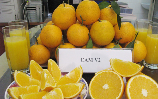 Cam Cao Phong đầu m&ugrave;a gi&aacute; 30.000 đồng một kg