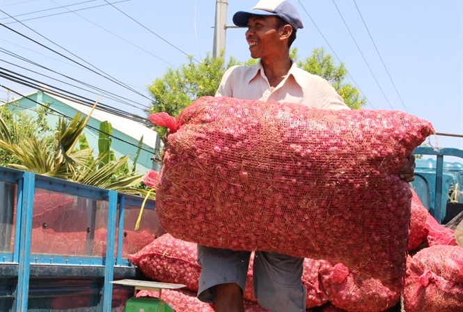 H&agrave;nh t&iacute;m 'Vĩnh Ch&acirc;u' được cấp chỉ dẫn địa l&yacute;