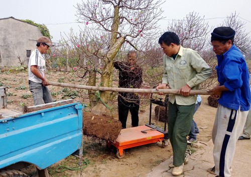 Cận Tết: Chở đ&agrave;o, quất thu&ecirc; kiếm tiền triệu mỗi ng&agrave;y 