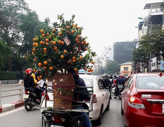 Cận Tết: Chở đ&agrave;o, quất thu&ecirc; kiếm tiền triệu mỗi ng&agrave;y 