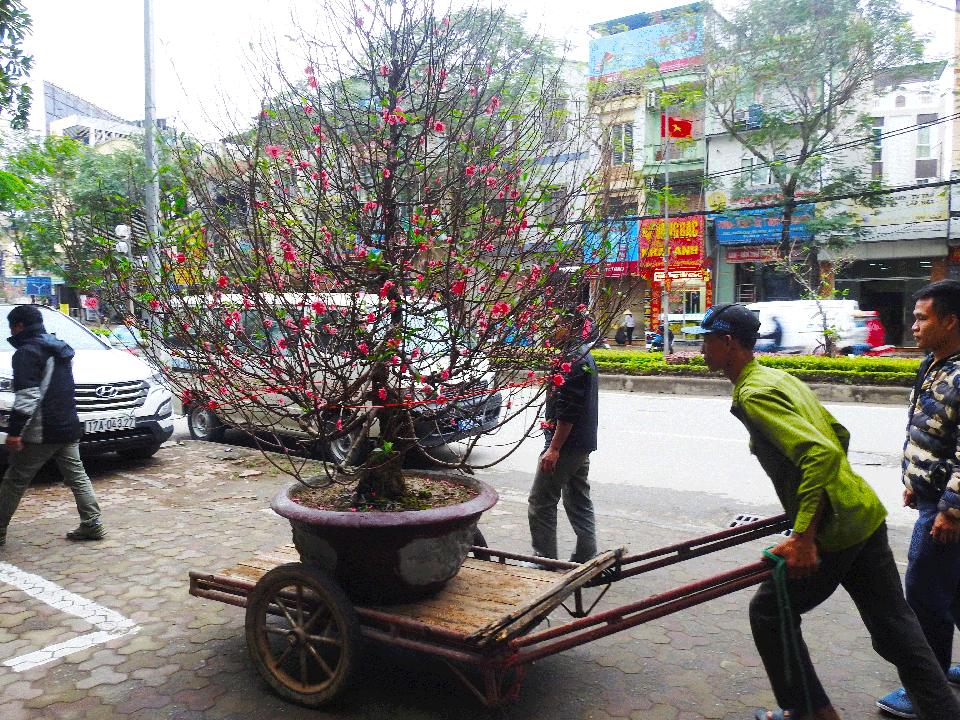 Cận Tết: Chở đ&agrave;o, quất thu&ecirc; kiếm tiền triệu mỗi ng&agrave;y 