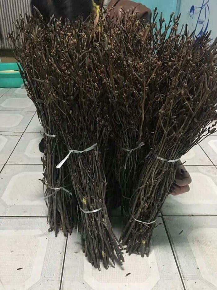 Hoa đỗ quy&ecirc;n ngủ đ&ocirc;ng t&aacute;i xuất, chuy&ecirc;n gia cảnh b&aacute;o nguy hiểm
