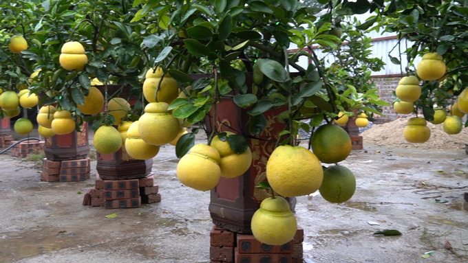 Ngắm bưởi bonsai gi&aacute; tiền triệu h&uacute;t kh&aacute;ch thủ đ&ocirc; trưng Tết