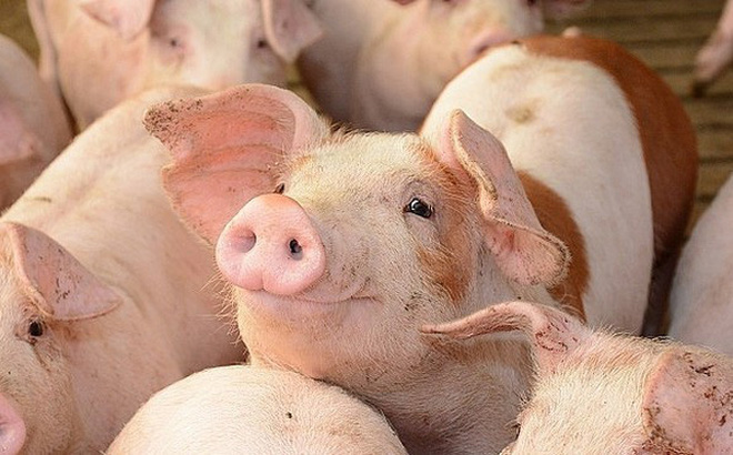 Thủ tướng y&ecirc;u cầu đưa gi&aacute; lợn hơi về mức 60.000 đồng/kg ngay trong th&aacute;ng 5