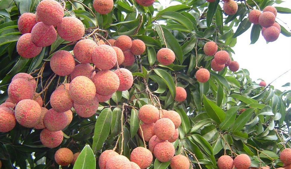 Bắc Giang sẵn s&agrave;ng cho ti&ecirc;u thụ vải thiều