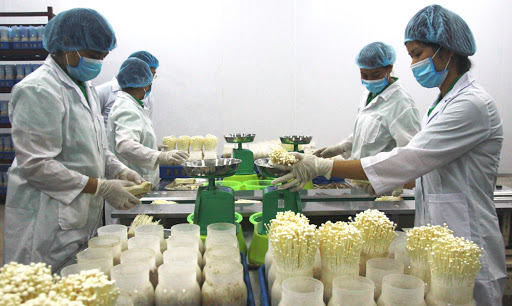 ISO 31000:2018 gi&uacute;p sản phẩm của Long Hải chiếm lĩnh thị trường