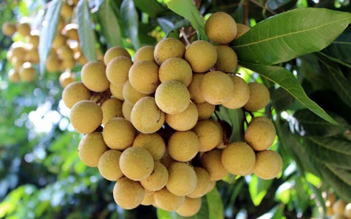 Sau khi cập bến Australia nh&atilde;n Việt được b&aacute;n với gi&aacute; gần 200.000 đồng/kg