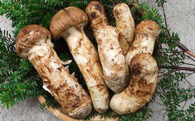 Nấm T&ugrave;ng Nhung xuất xứ Nhật Bản khiến giới nh&agrave; gi&agrave;u đợi &lsquo;đỏ mắt&rsquo; mới được thưởng thức