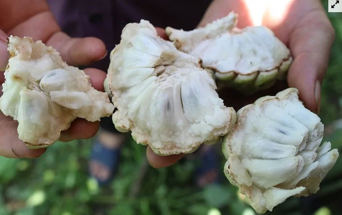 Đến hẹn lại l&ecirc;n, loại na tưởng chừng như &lsquo;thất sủng&rsquo; bỗng &lsquo;đắt như t&ocirc;m tươi&rsquo;